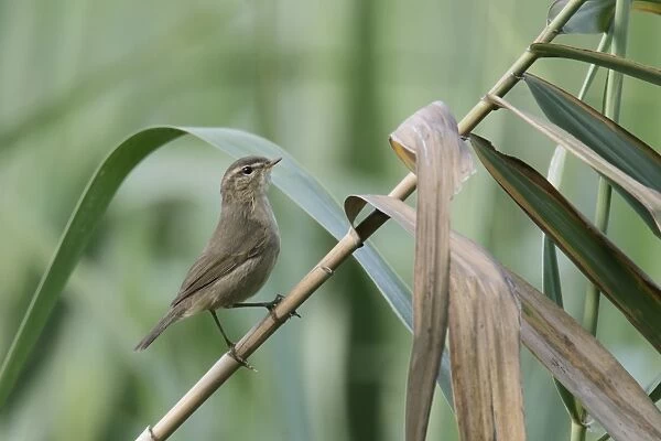 Dusky Warbler (Phylloscopus fuscatus) adult, perched on reed stem in reedbed, Nam Sang Wai, New Territories, Hong Kong