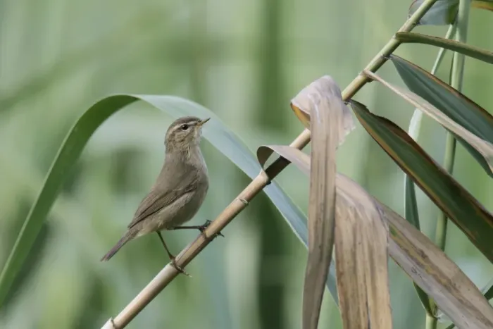 Framed Print : Dusky Warbler (Phylloscopus fuscatus) adult, perched on reed stem in reedbed, Nam Sang Wai, New Territories, Hong Kong Framed Print : Dusky Warbler (Phylloscopus fuscatus) adult, perched on reed stem in reedbed, Nam Sang Wai, New Territories, Hong Kong