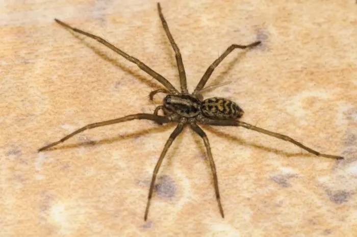 Framed Print : Dustbunny Spider (Tegenaria atrica) adult female, in process of regrowing right rear leg, on tile floor in house Framed Print : Dustbunny Spider (Tegenaria atrica) adult female, in process of regrowing right rear leg, on tile floor in house