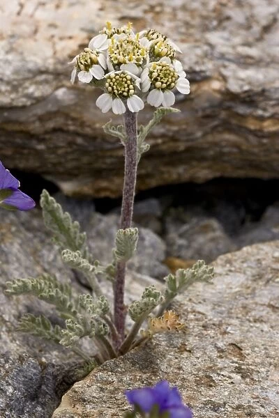 Dwarf Alpine Yarrow (Achillea nana) flowering, growing amongst rocks, French Alps, France, July