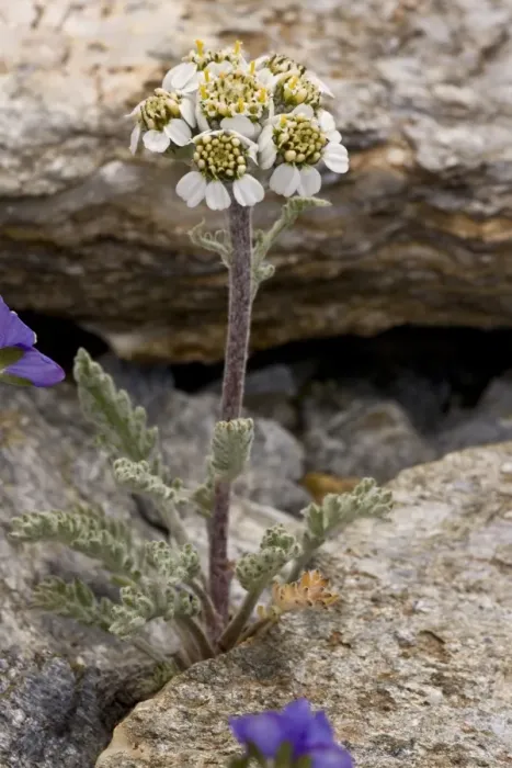 Framed Print : Dwarf Alpine Yarrow (Achillea nana) flowering, growing amongst rocks, French Alps, France, July Framed Print : Dwarf Alpine Yarrow (Achillea nana) flowering, growing amongst rocks, French Alps, France, July