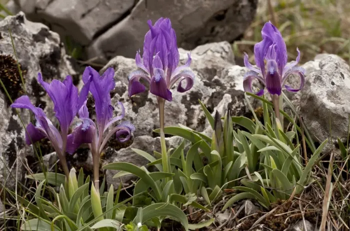Framed Print : Dwarf Bearded Iris (Iris attica) flowering, Mount Parnassus, Greece, April Framed Print : Dwarf Bearded Iris (Iris attica) flowering, Mount Parnassus, Greece, April