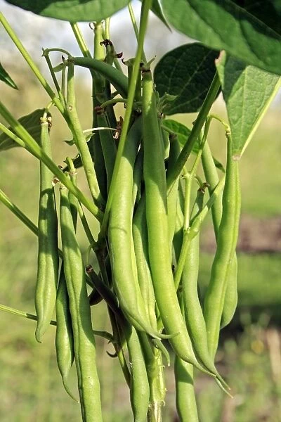 Dwarf French Bean (Phaseolus vulgaris) Safari, close-up of ripe pods, growing in garden vegetable plot, Bacton