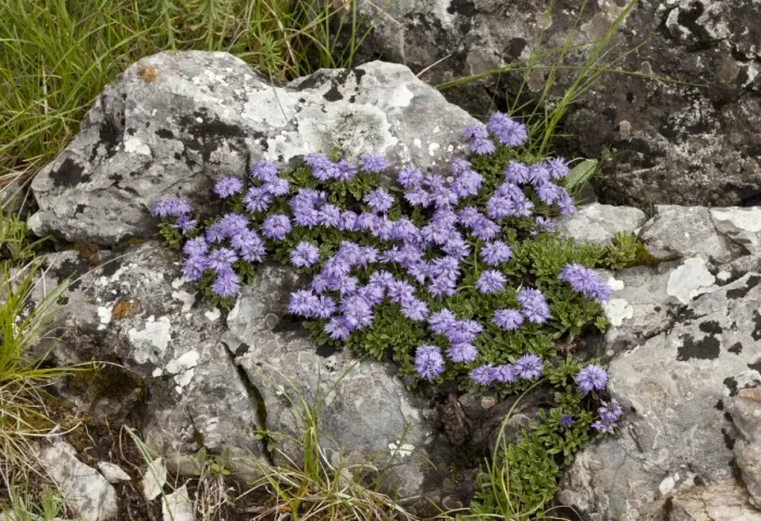 Framed Print : Dwarf Globularia (Globularia meridionalis) flowering, growing in tight mats on limestone, Triglav Gorge Framed Print : Dwarf Globularia (Globularia meridionalis) flowering, growing in tight mats on limestone, Triglav Gorge