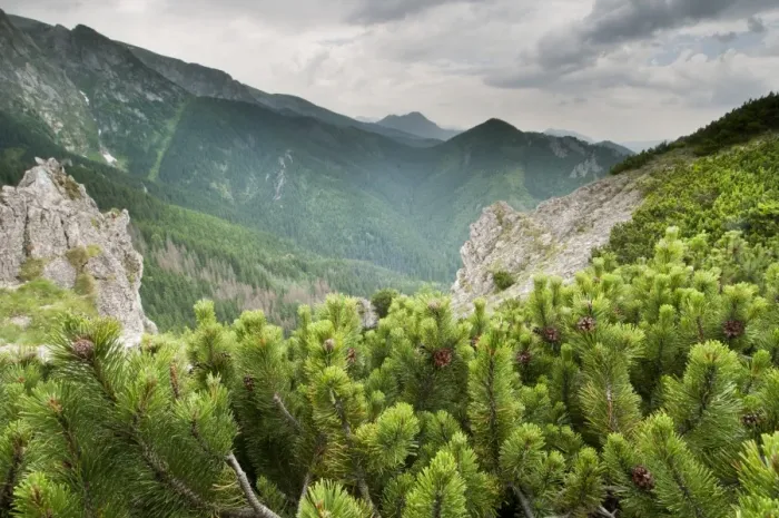 Framed Print : Dwarf Mountain Pine (Pinus mugo) growing in montane coniferous forest habitat, Tatra Mountains, Western Carpathians Framed Print : Dwarf Mountain Pine (Pinus mugo) growing in montane coniferous forest habitat, Tatra Mountains, Western Carpathians