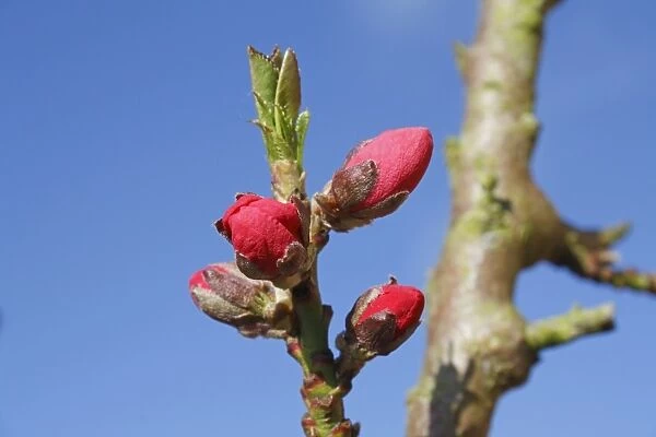 Dwarf Nectarine (Prunus persica var. nucipersica) Garden Beauty, close-up of flowerbuds, growing in garden, Suffolk