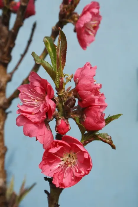 Framed Print : Dwarf Nectarine (Prunus persica var. nucipersica) Garden Beauty, close-up of flowers, in garden, Suffolk, England