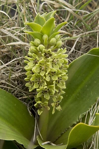 Dwarf Pineapple Lily (Eucomis humilis) flowering, Royal Natal N. P. Drakensberg Mountains, KwaZulu-Natal, South Africa