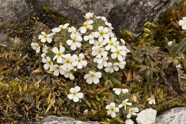 Dwarf Rock-jasmine (Androsace hausmannii) flowering, growing on dolomite rock, Dolomites, Italian Alps, Italy, June