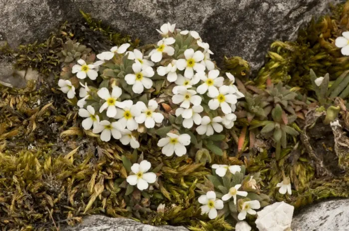 Framed Print : Dwarf Rock-jasmine (Androsace hausmannii) flowering, growing on dolomite rock, Dolomites, Italian Alps, Italy, June