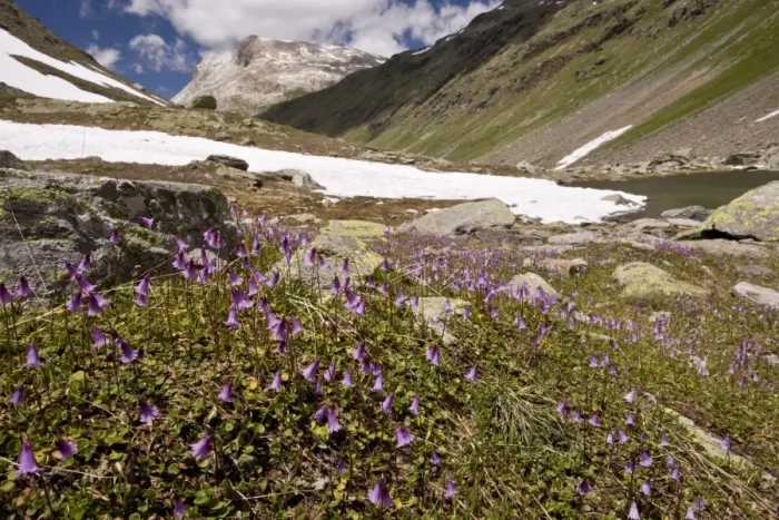 Framed Print : Dwarf Snowbell (Soldanella pusilla) flowering mass, growing at high altitude in mountain habitat, Val Minor
