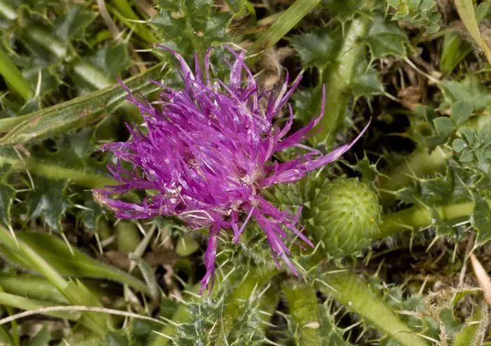 Framed Print : Dwarf Thistle (Cirsium acaule) close-up of flower, growing on chalk downland, Dorset, England, July Framed Print : Dwarf Thistle (Cirsium acaule) close-up of flower, growing on chalk downland, Dorset, England, July