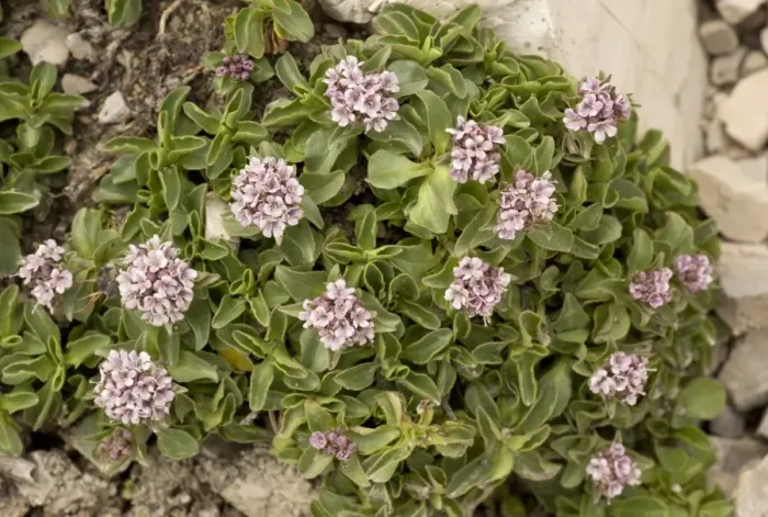 Framed Print : Dwarf Valerian (Valeriana supina) flowering, at 2500m, Dolomites, Italian Alps, Italy, June