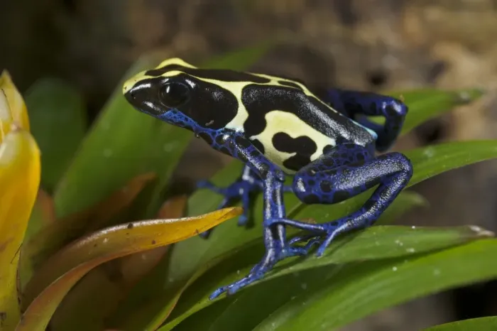 Framed Print : Dyeing Poison Dart Frog (Dendrobates tinctorius) adult, sitting on bromeliad leaves (captive) Framed Print : Dyeing Poison Dart Frog (Dendrobates tinctorius) adult, sitting on bromeliad leaves (captive)