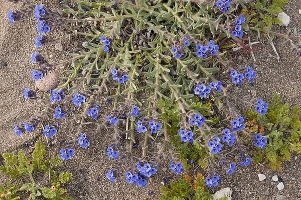 Dyers Alkanet (Alkanna lehmanii) flowering, growing on dunes, Skala Eressos (Eressos Beach), Lesvos, Greece, march