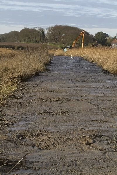 Dyke clearance in coastal marshland, with Grey Heron (Ardea cinerea) waiting for eels to be exposed
