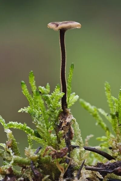 Ear-pick Fungus (Auriscalpium vulgare) fruiting body, backlit showing hairs on stipe, growing amongst moss