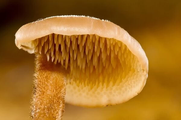 Ear-pick Fungus (Auriscalpium vulgare) fruiting body, close-up of cap underside showing teeth, Clumber Park