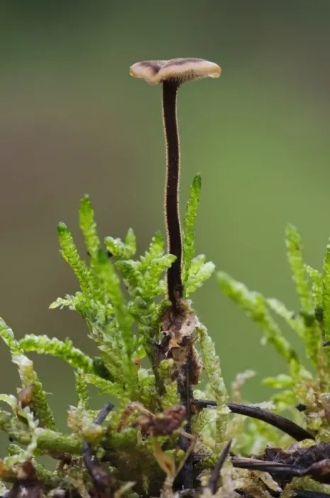 Framed Print : Ear-pick Fungus (Auriscalpium vulgare) fruiting body, backlit showing hairs on stipe, growing amongst moss Framed Print : Ear-pick Fungus (Auriscalpium vulgare) fruiting body, backlit showing hairs on stipe, growing amongst moss