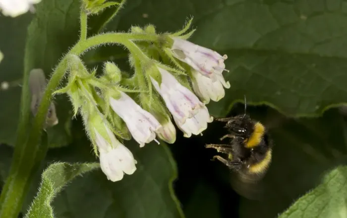 Framed Print : Early Bumblebee (Bombus pratorum) adult, in flight, visiting comfrey flower, Kingcombe, Dorset, England, July Framed Print : Early Bumblebee (Bombus pratorum) adult, in flight, visiting comfrey flower, Kingcombe, Dorset, England, July