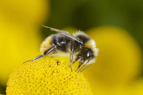 Early Bumblebee (Bombus pratorum) adult male, feeding on helenium flower, Essex, England, july