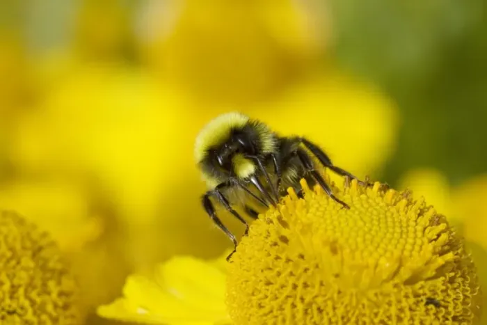 Framed Print : Early Bumblebee (Bombus pratorum) adult male, feeding on helenium flower, Essex, England, july Framed Print : Early Bumblebee (Bombus pratorum) adult male, feeding on helenium flower, Essex, England, july