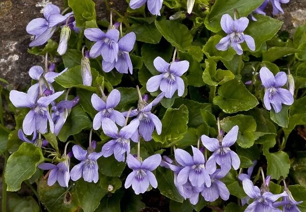Early Dog-violet (Viola reichenbachiana) flowering, growing in woodland, Greece, April