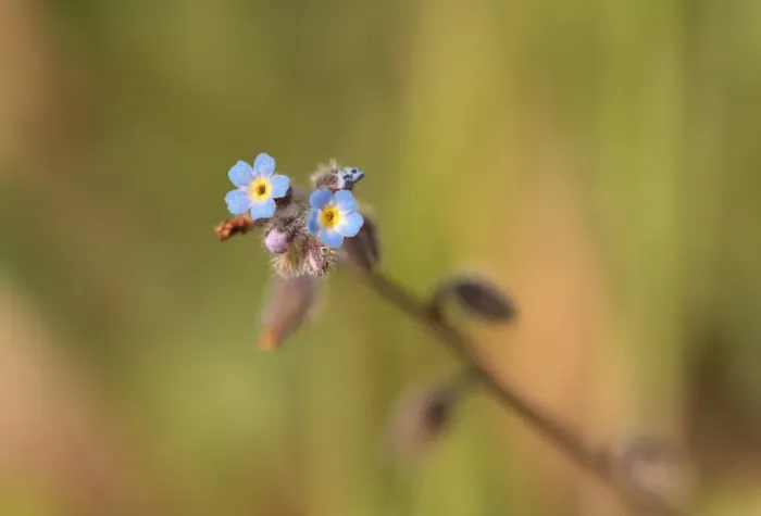 Framed Print : Early Forget-me-not (Myosotis ramosissima) flowering, Tuddenham St. Mary, Suffolk, England, April