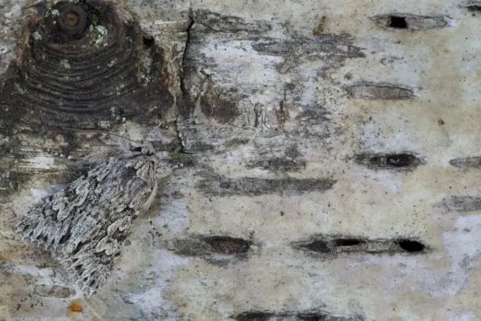 Framed Print : Early Grey Moth (Xylocampa areola) adult, resting on birch bark, Sheffield, South Yorkshire, England, April Framed Print : Early Grey Moth (Xylocampa areola) adult, resting on birch bark, Sheffield, South Yorkshire, England, April