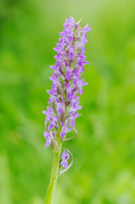 Framed Print : Early Marsh Orchid (Dactylorhiza incarnata) close-up of flowerspike, Italy, june Framed Print : Early Marsh Orchid (Dactylorhiza incarnata) close-up of flowerspike, Italy, june