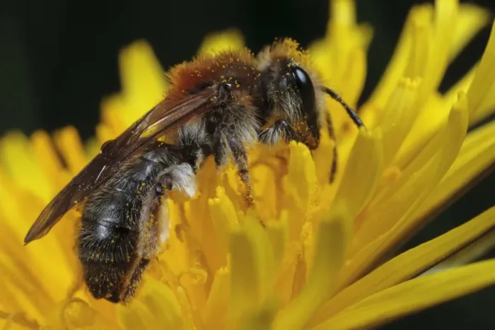 Framed Print : Early Mining Bee (Andrena haemorrhoa) adult female, feeding in dandelion flower, Powys, Wales, May