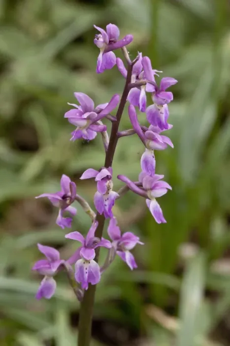 Framed Print : Early Purple Orchid - flowers Framed Print : Early Purple Orchid - flowers