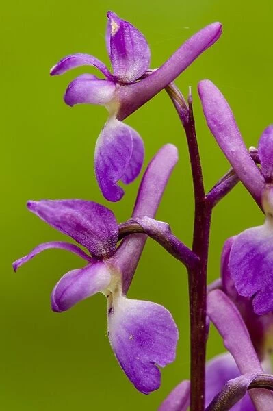 Early Purple Orchid (Orchis mascula) close-up of flowers, Kent, England, April