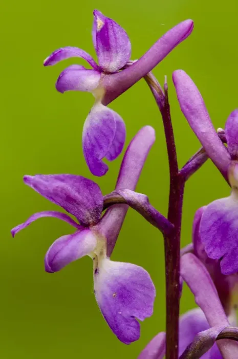 Framed Print : Early Purple Orchid (Orchis mascula) close-up of flowers, Kent, England, April Framed Print : Early Purple Orchid (Orchis mascula) close-up of flowers, Kent, England, April