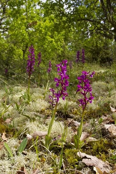 Early Purple Orchid (Orchis mascula) flowering, growing in open limestone woodland, Causse de Gramat, Massif Central