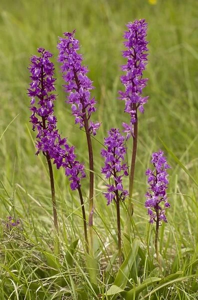 Early Purple Orchid (Orchis mascula) flowering, growing in grassland, Abruzzo N. P. Apennines, Italy, May