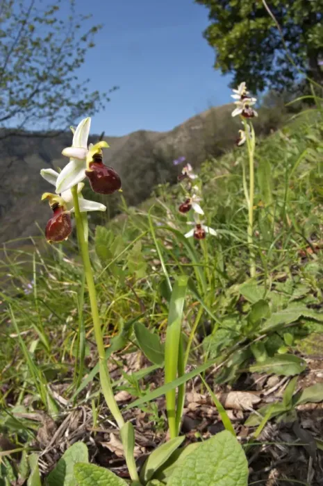 Framed Print : Early Spider Orchid (Ophrys exaltata tyrrhena) flowering, growing on slope in habitat, Italy, april Framed Print : Early Spider Orchid (Ophrys exaltata tyrrhena) flowering, growing on slope in habitat, Italy, april