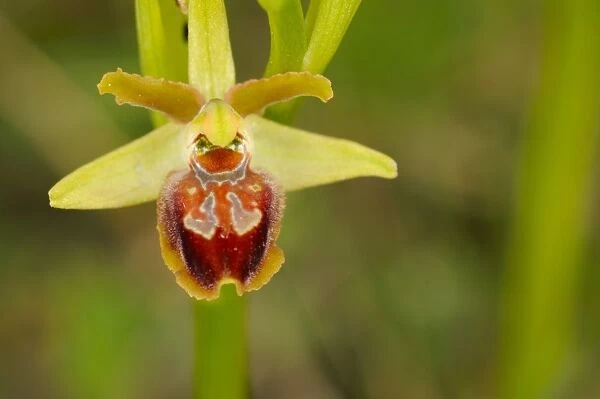 Early Spider Orchid (Ophrys sphegodes) close-up of flower, Italy, april