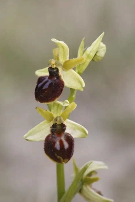 Framed Print : Early Spider Orchid (Ophrys sphegodes) flowering, Kent, England, May Framed Print : Early Spider Orchid (Ophrys sphegodes) flowering, Kent, England, May