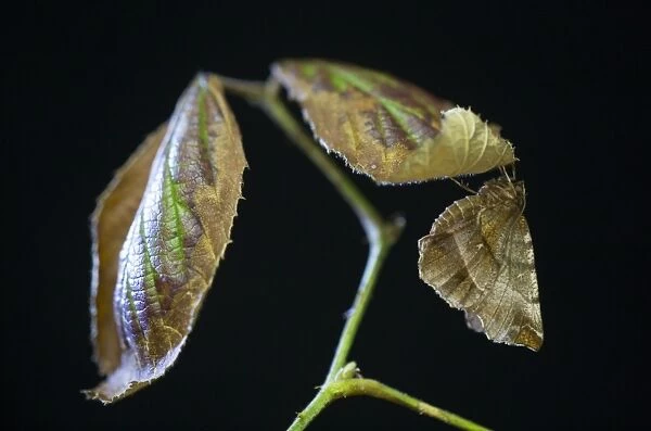 Early Thorn Moth (Selenia dentaria) adult, resting on underside of bramble leaf, Sheffield, South Yorkshire, England