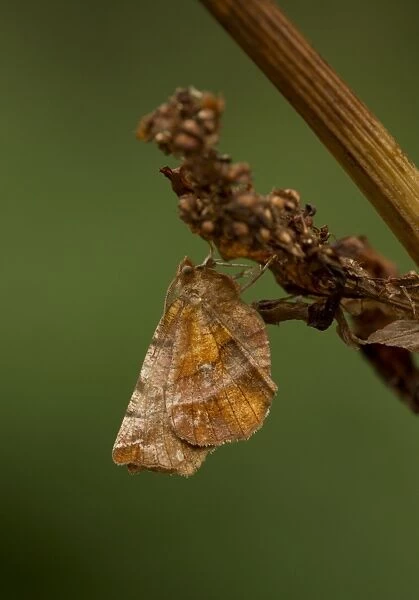 Early Thorn Moth (Selenia dentaria) adult, resting on seedhead, Sheffield, South Yorkshire, England, August