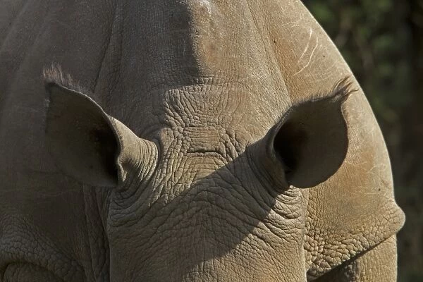 the ears of a white Rhino