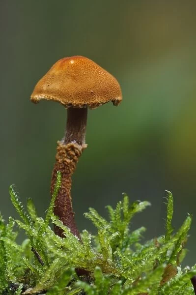 Earthy Powdercap (Cystoderma amianthinum) fruiting body, growing amongst moss, Clumber Park, Nottinghamshire, England