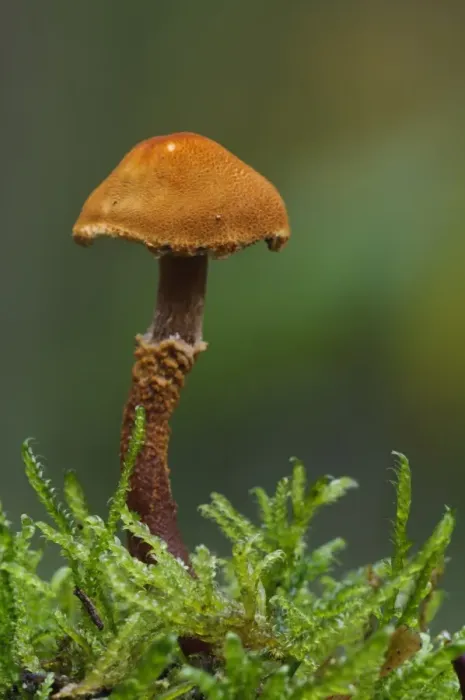 Framed Print : Earthy Powdercap (Cystoderma amianthinum) fruiting body, growing amongst moss, Clumber Park, Nottinghamshire, England