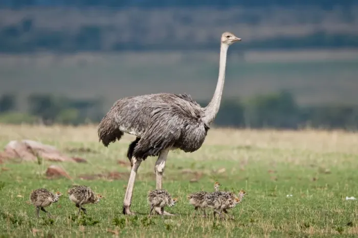 Framed Print : East African Ostrich (Struthio camelus massaicus) adult female with chicks, walking on grassland, Masai Mara, Kenya Framed Print : East African Ostrich (Struthio camelus massaicus) adult female with chicks, walking on grassland, Masai Mara, Kenya