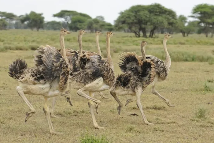 Framed Print : East African Ostrich (Struthio camelus massaicus) six juveniles, running, Serengeti N. P. Tanzania Framed Print : East African Ostrich (Struthio camelus massaicus) six juveniles, running, Serengeti N. P. Tanzania