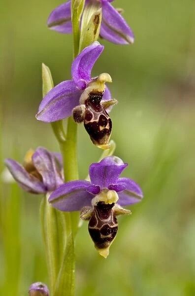 Eastern Aegean Bee Orchid (Ophrys orphanidea) close-up of flowers, Chios, Greece, April