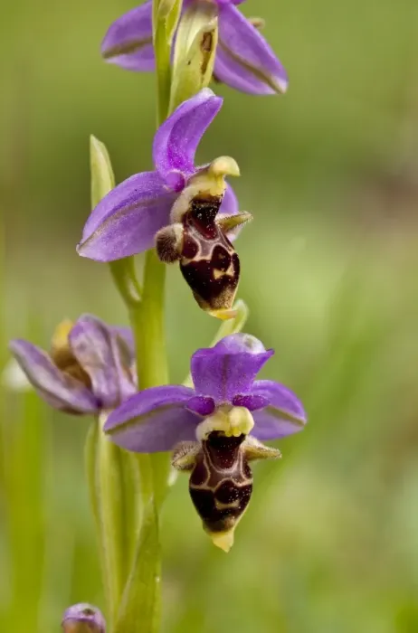 Framed Print : Eastern Aegean Bee Orchid (Ophrys orphanidea) close-up of flowers, Chios, Greece, April Framed Print : Eastern Aegean Bee Orchid (Ophrys orphanidea) close-up of flowers, Chios, Greece, April