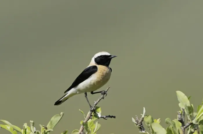 Framed Print : Eastern Black-eared Wheatear (Oenanthe hispanica melanoleuca) black-throated form, adult male, summer plumage Framed Print : Eastern Black-eared Wheatear (Oenanthe hispanica melanoleuca) black-throated form, adult male, summer plumage