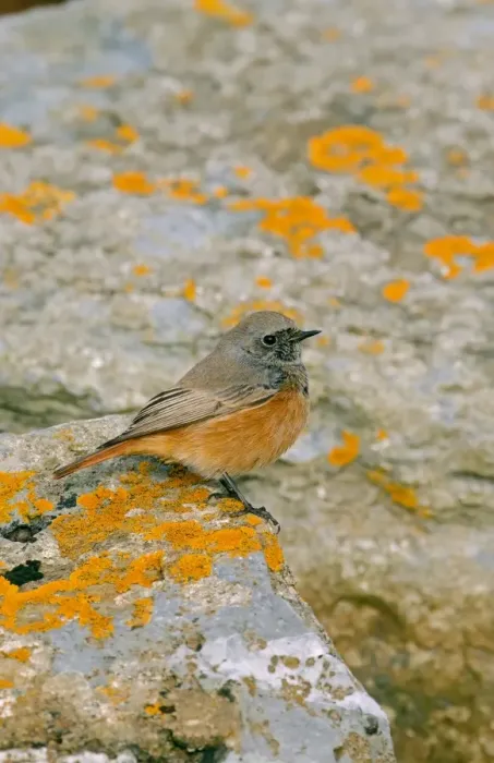 Framed Print : Eastern Black Redstart (Phoenicurus ochruros phoenicuroides) adult male, perched on rock, Holy Island, Northumberland Framed Print : Eastern Black Redstart (Phoenicurus ochruros phoenicuroides) adult male, perched on rock, Holy Island, Northumberland